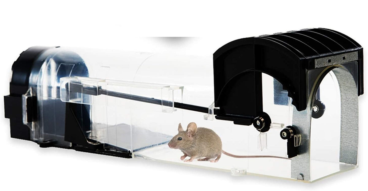 What is a Humane Mouse Trap? (with pictures)