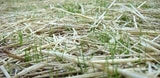 All Natural Full Size Bale of Straw : 35" x 19" 12" For: Autumn Fall Decorations, Bedding, Over Seeding,