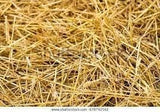 All Natural Full Size Bale of Straw : 35" x 19" 12" For: Autumn Fall Decorations, Bedding, Over Seeding,