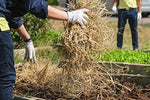 All Natural Full Size Bale of Straw : 35" x 19" 12" For: Autumn Fall Decorations, Bedding, Over Seeding,