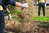 All Natural Full Size Bale of Straw : 35" x 19" 12" For: Autumn Fall Decorations, Bedding, Over Seeding,