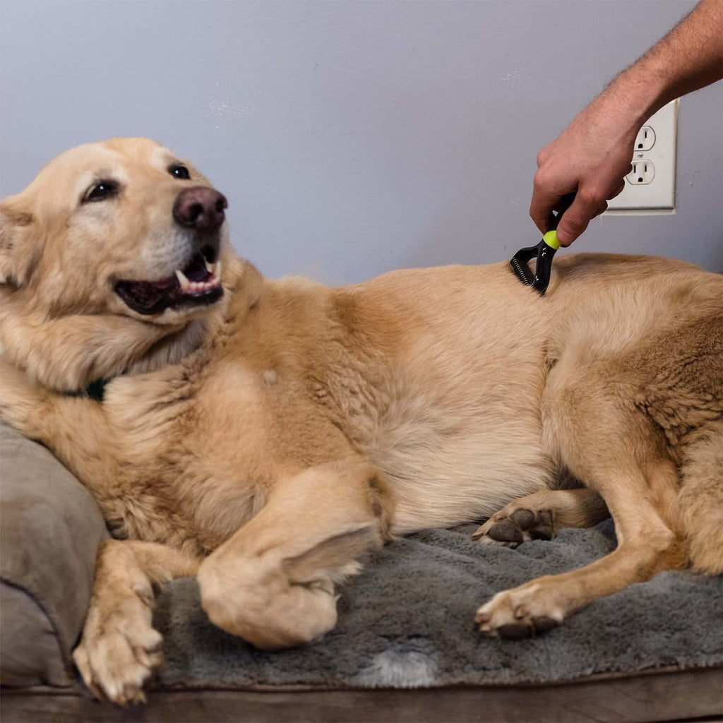 Pets at online home dog brush